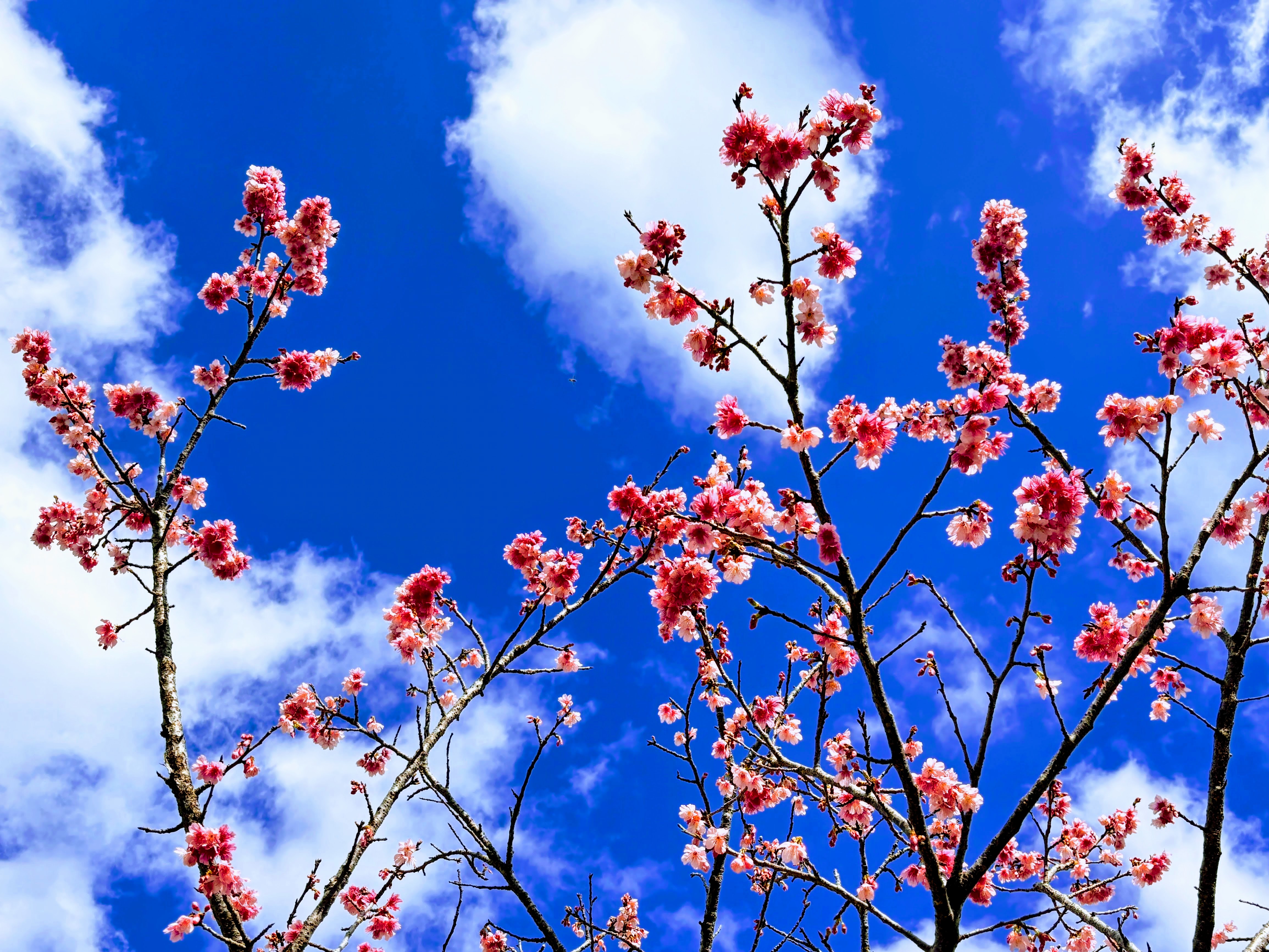 奄美　ヒカンザクラ