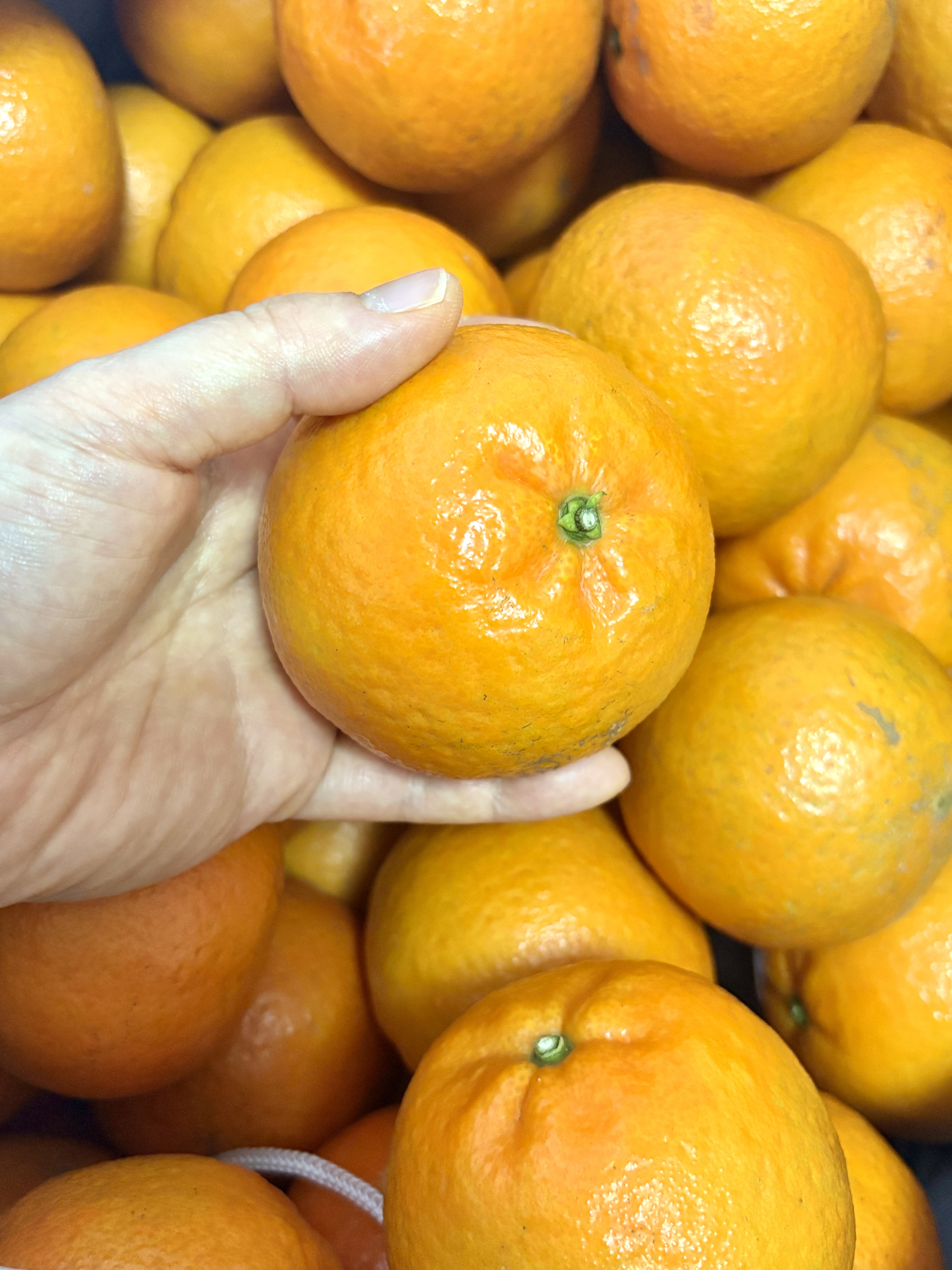 奄美　たんかん