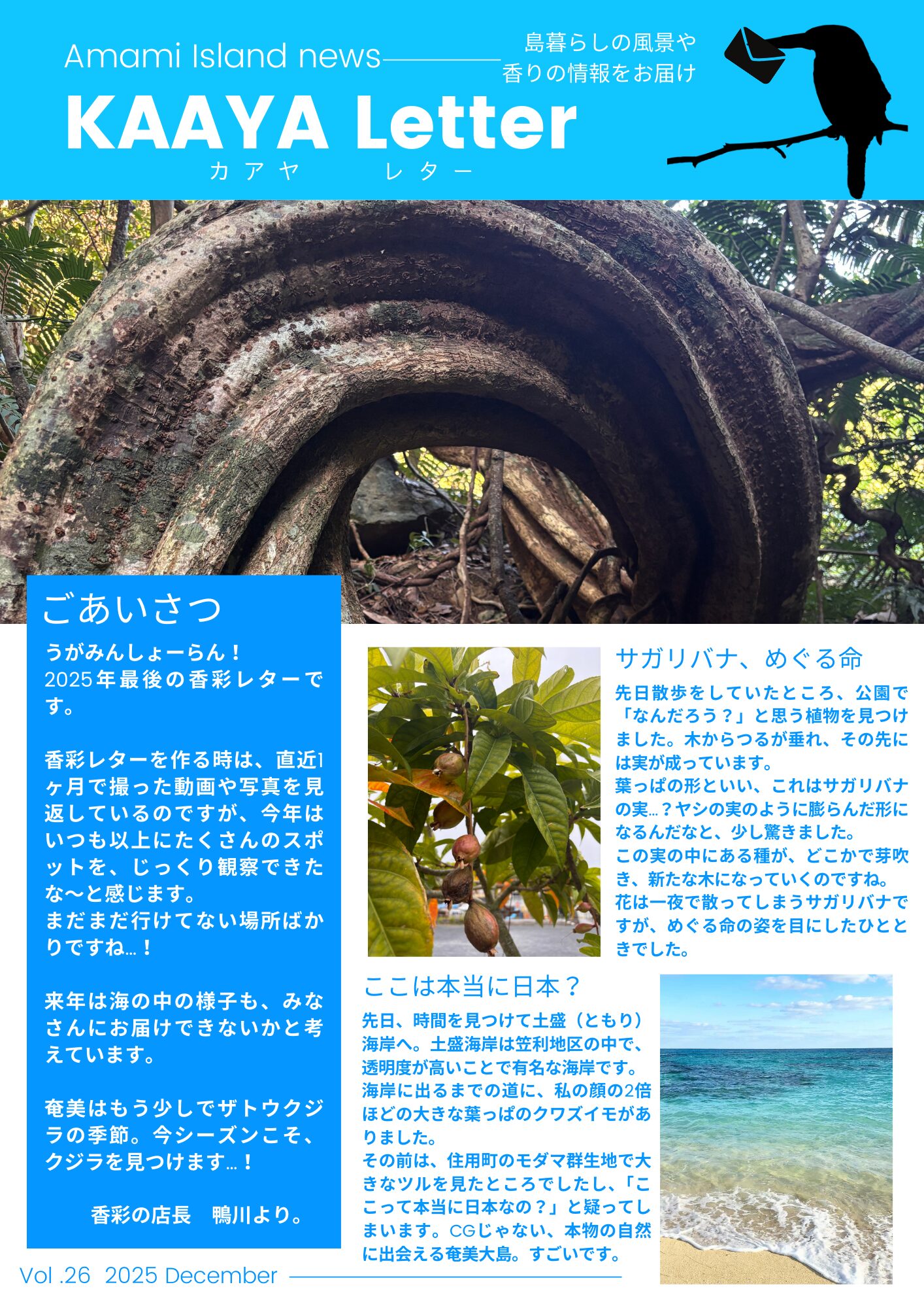 香彩　奄美　モダマ