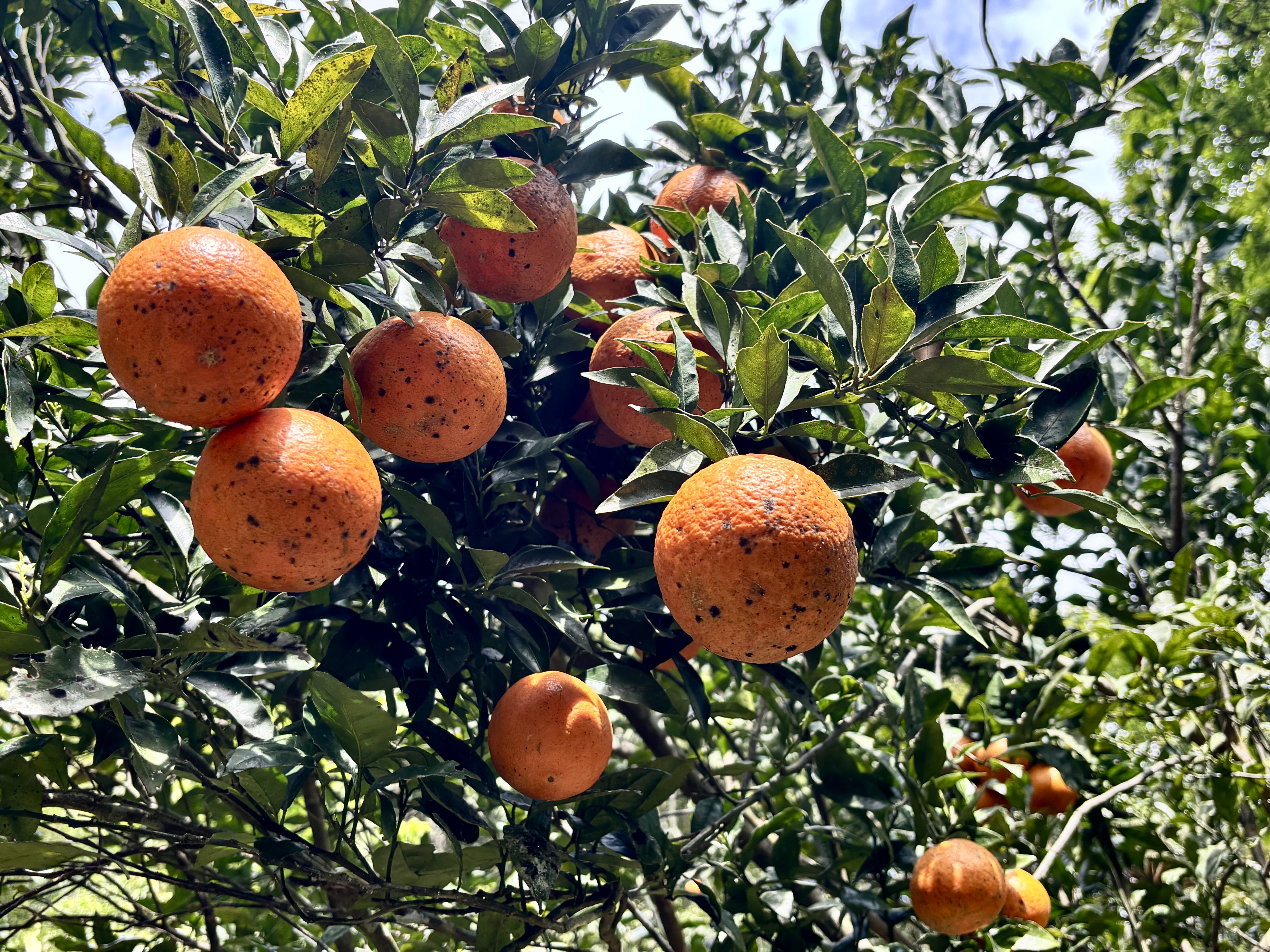 奄美　たんかん