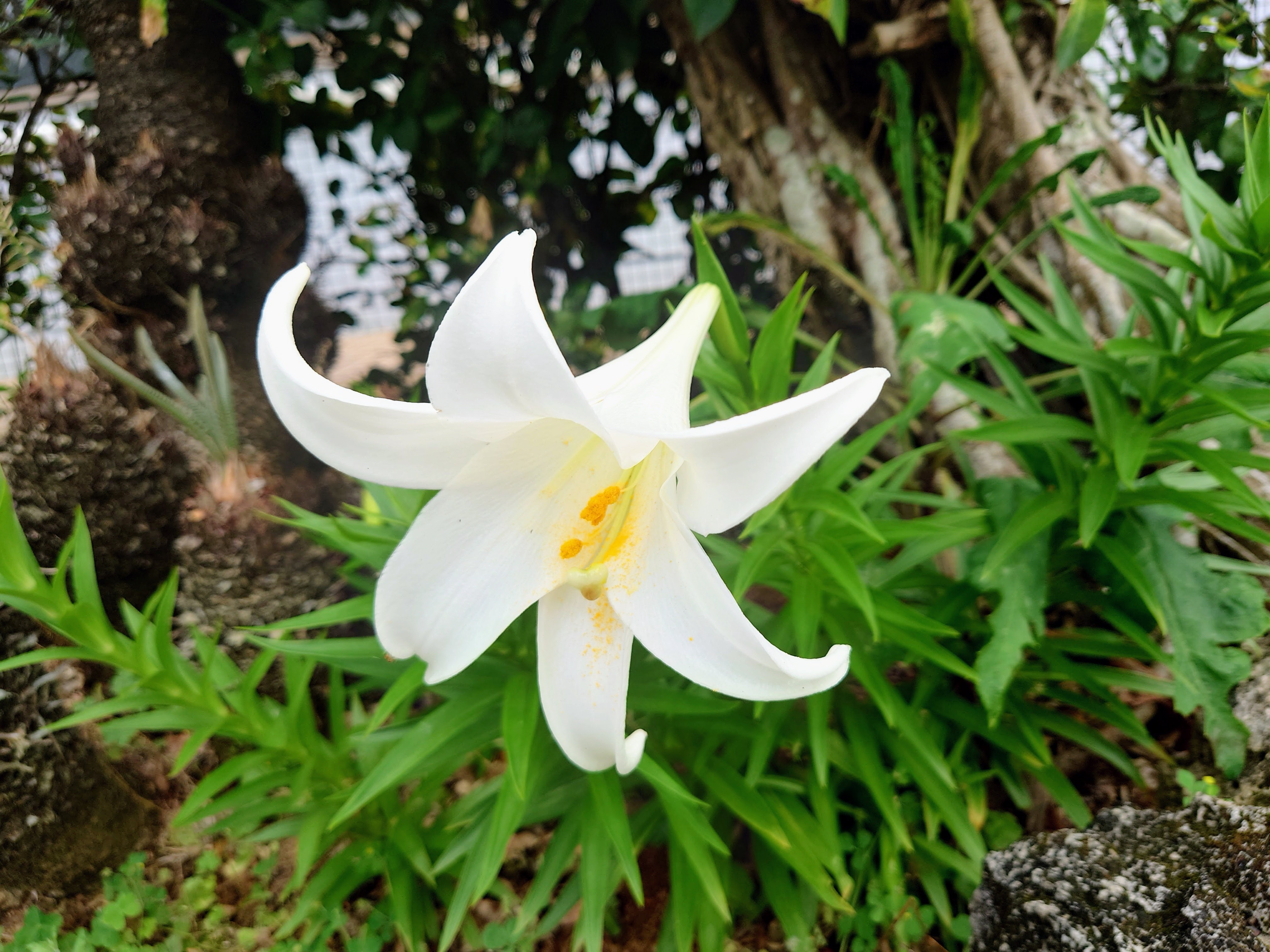 テッポウユリ　奄美　えらぶゆり