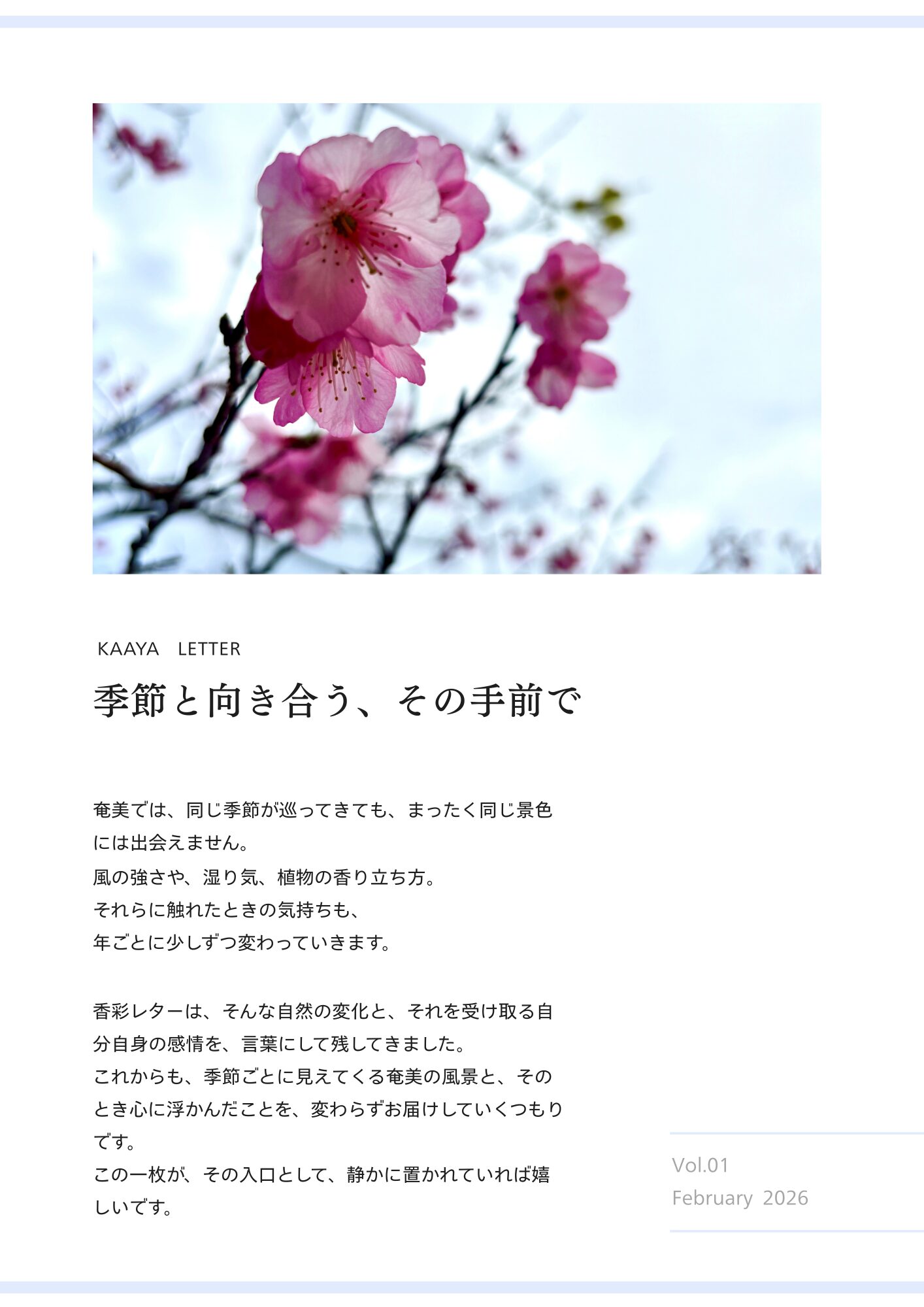 奄美　ヒカンザクラ