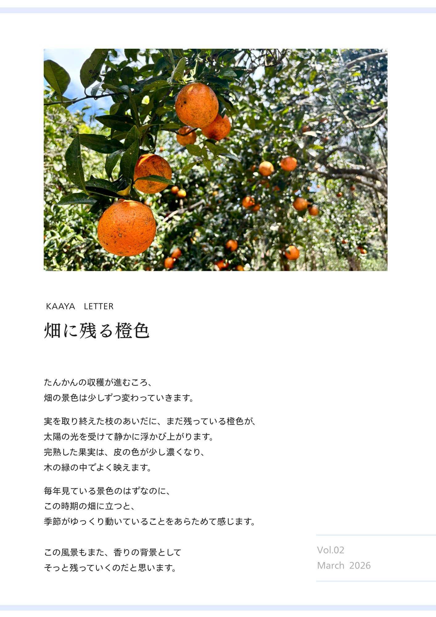 奄美　たんかん
