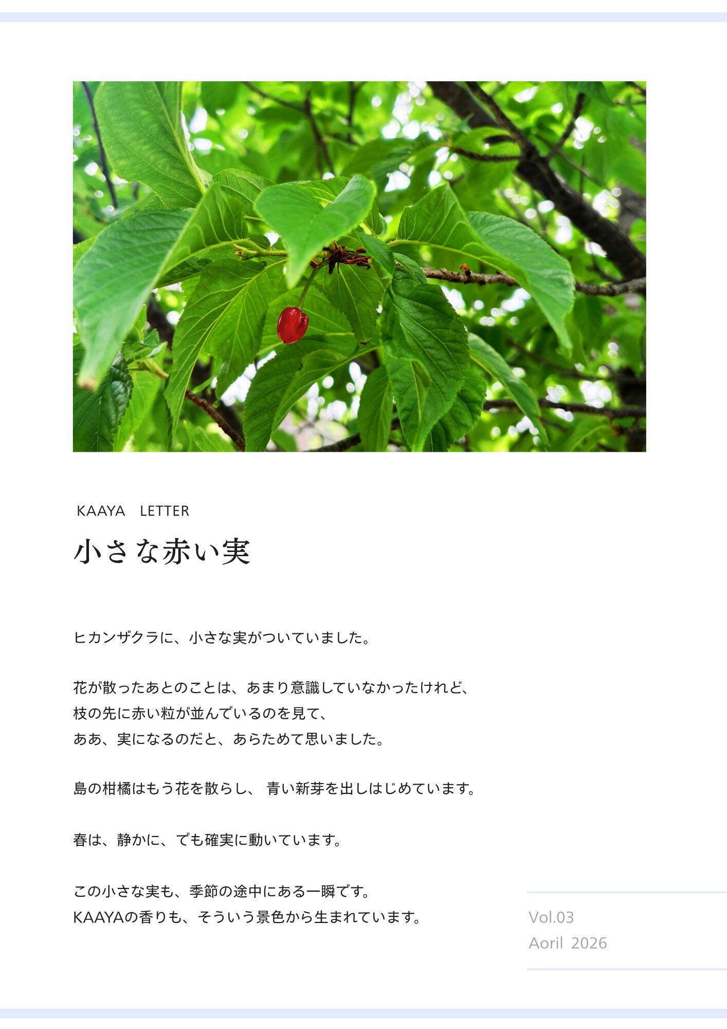 奄美　ヒカンザクラ