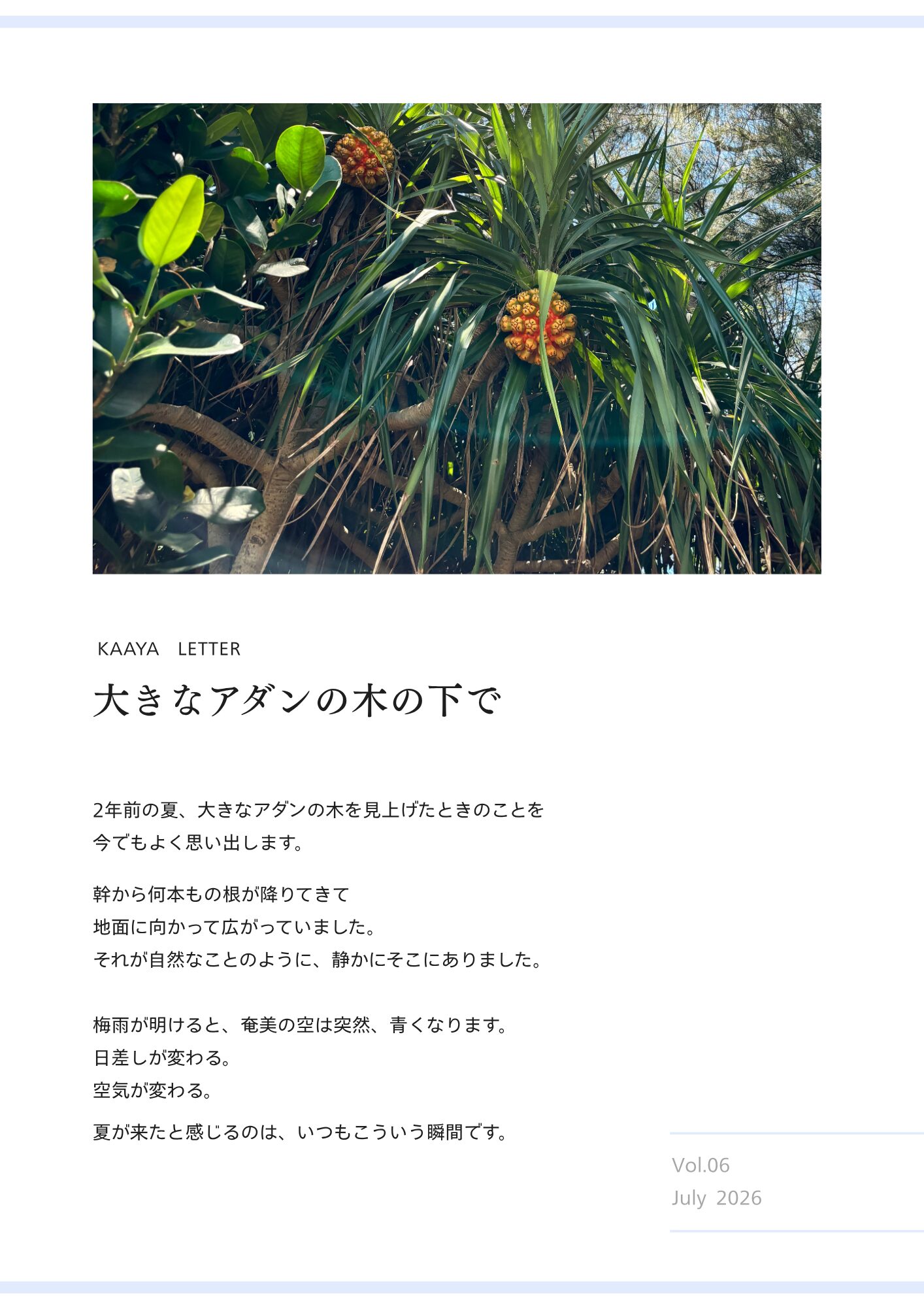 奄美　アダン　タコノキ