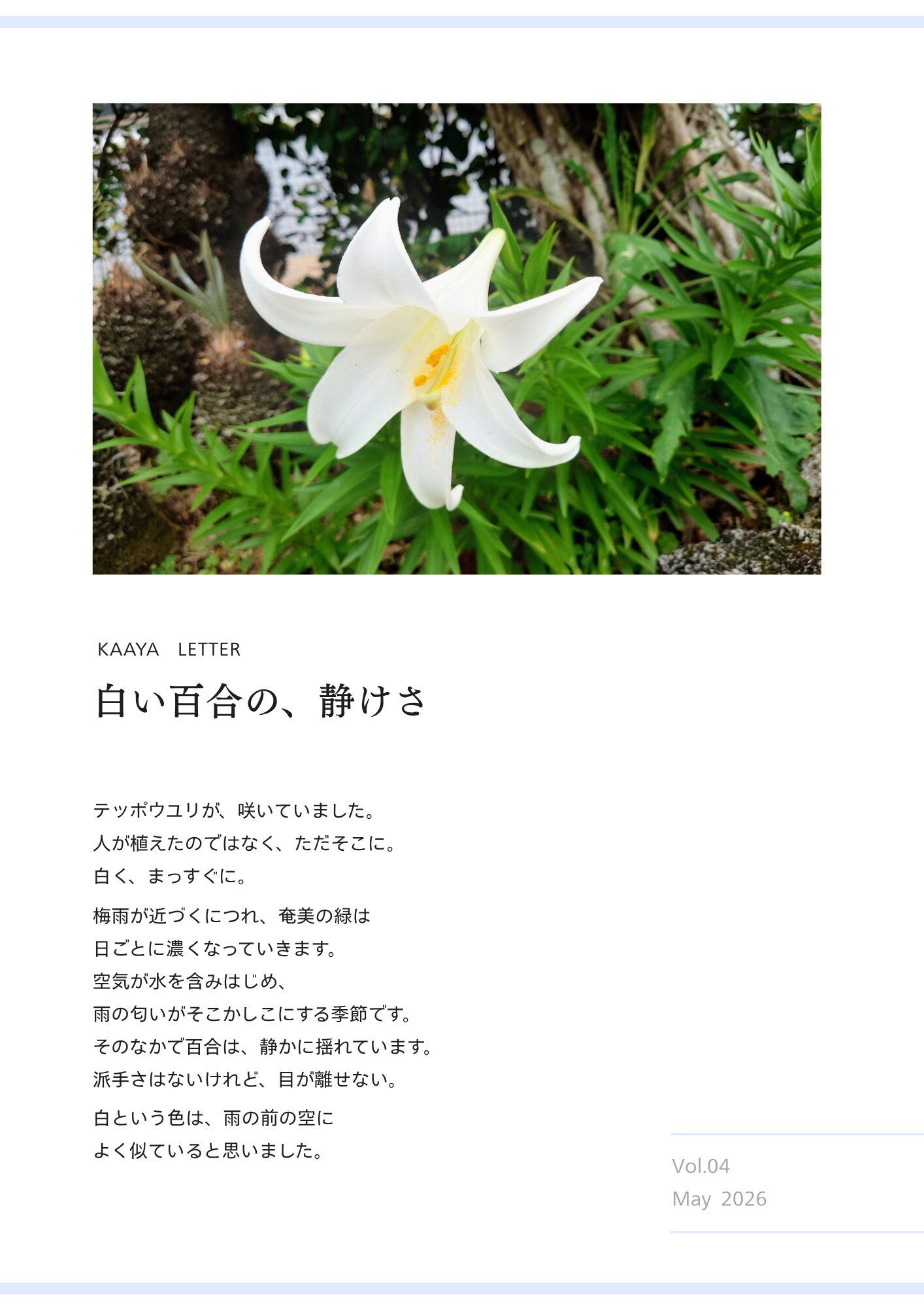奄美　テッポウユリ