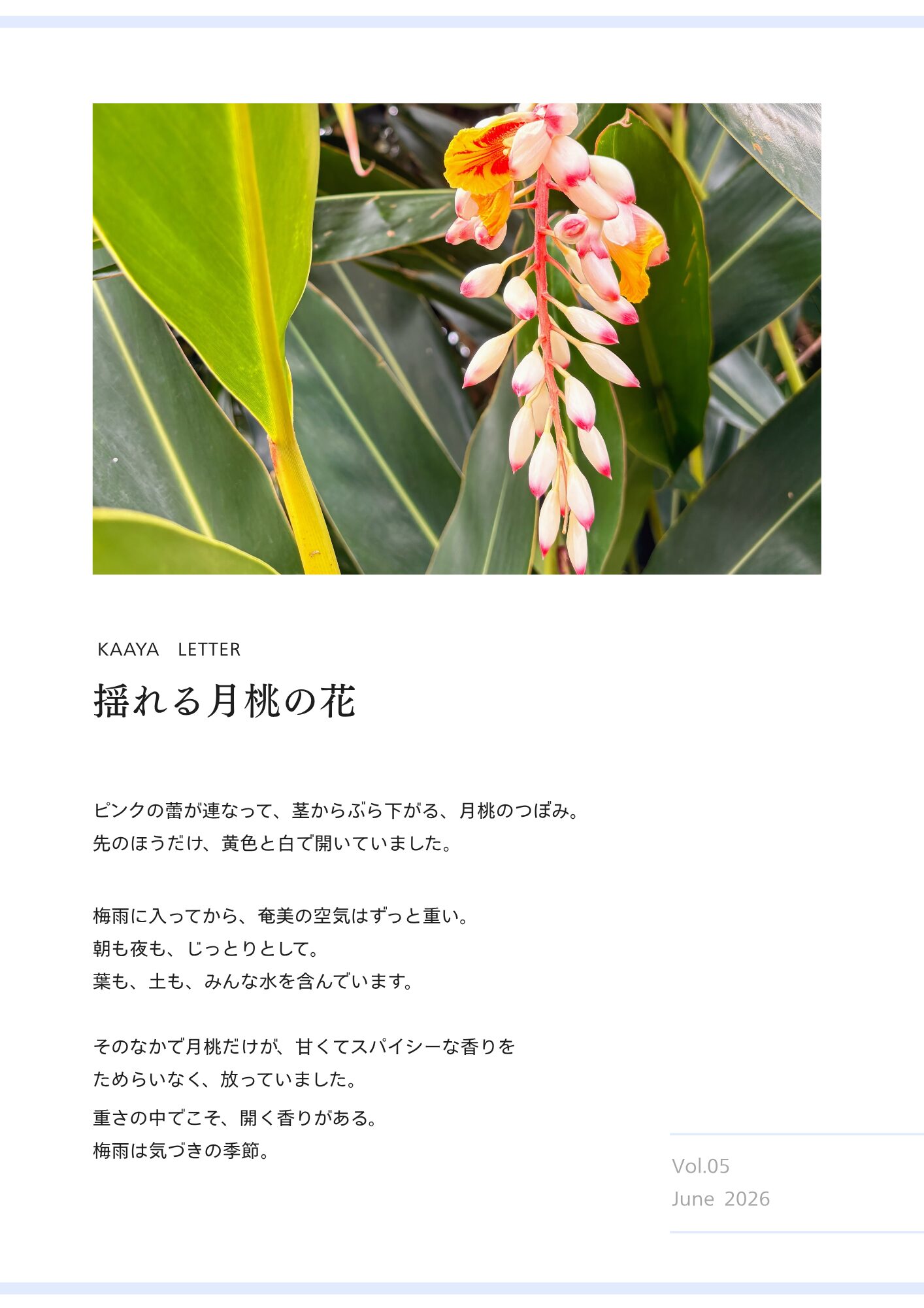 月桃　奄美
